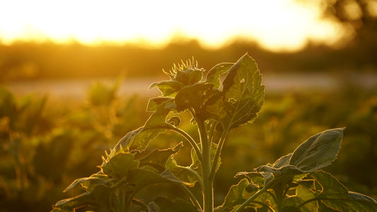 What Does the Sunflower Mean to Us?