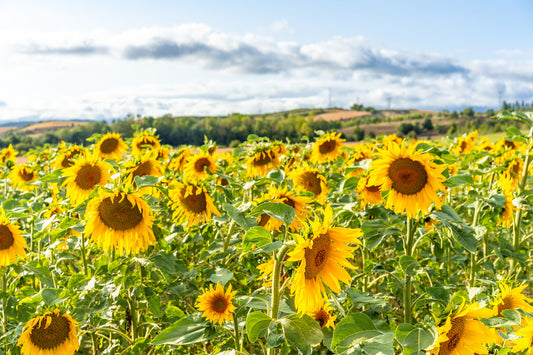 Understanding the Resilience of Sunflowers in Sustainable Agriculture